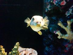 -暹罗海洋世界