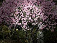 -江宁织造博物馆