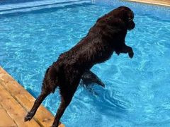 -爪吧宠物乐园 (温榆河示范区店)