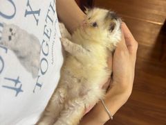 -楼上猫咖(罗湖店)