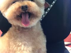 -Oh My Dog宠物沙龙(伊珊娜皮毛护理店)