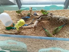 -怪兽屋·羊驼·猫咖·狗咖(俊华广场店)