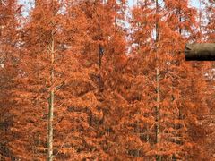 -白鹭湾湿地公园