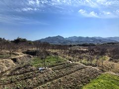 -新建村梅花