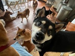 -柴犬高等学院·狗咖·柴犬售卖·宠物训练