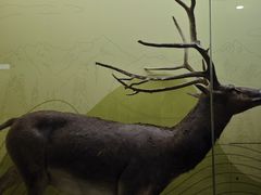 -国家自然博物馆