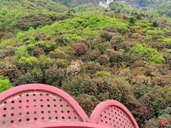 -贵州百里杜鹃风景名胜区