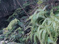 -梧桐山风景名胜区