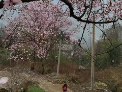 -九皇山景区