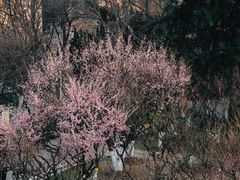 -南京古林公园