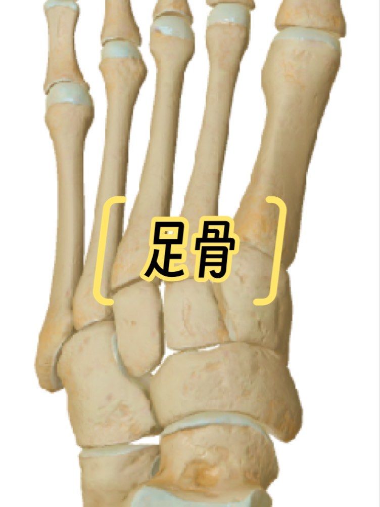 足骨是构成足部的骨性结构,以下是对足骨的详细介绍:
一,组成与位置