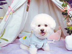 -超宠爱宠物摄影-Super pet