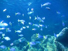 -悉尼海洋生物水族馆