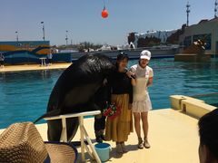 -秦皇岛乐岛海洋王国