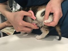 -瑞派动物医院·绝育·犬猫全科·预防医学(光景江南中店)