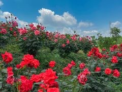 -都江堰玫瑰花溪谷