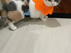 -灵美宠物诊所