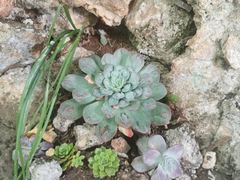 -丽江束河古镇-石莲古寺