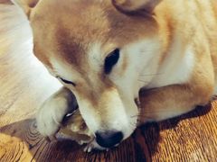 -柴务处·柴犬主题狗咖