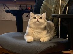 -猫十亿·布偶金渐层·曼基康矮脚猫舍(青年路店)