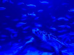 -太平洋海底世界