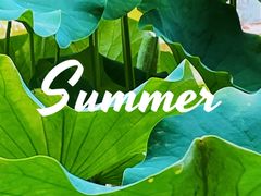 -陈家山荷花公园