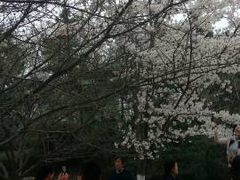 -西安青龙寺遗址景区