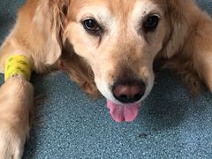 -西安京西宠物医院·瘫痪·疑难杂症