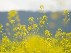 -光明小镇欢乐田园