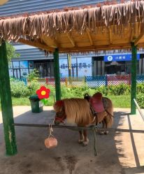 -萌宠亲子动物乐园(槐房万达店)