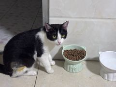 -凯特喵百思猫专科医院