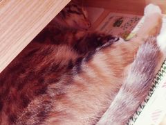 -猫的天空之城概念书店(杭州南宋御街店)