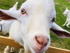 -前小桔亲子创意农场·草莓采摘·露营烧烤