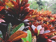 -云溪植物园