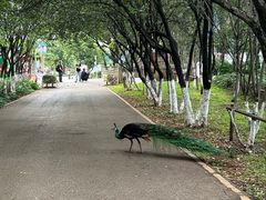 -昆明动物园