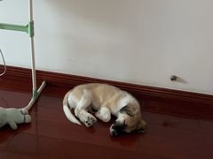 -艾贝尔宠物医院 ·内科全科(梁溪路店)