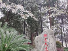 -武汉大学-樱园