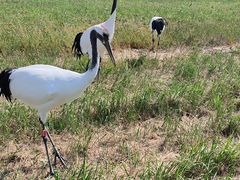 -盐城丹顶鹤湿地生态旅游区