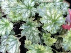 -江户前日本料理(瑞诗酒店店)