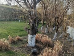 -九里河湿地公园