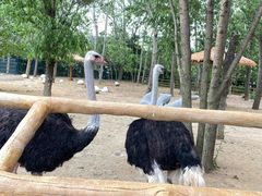 -大连森林动物园