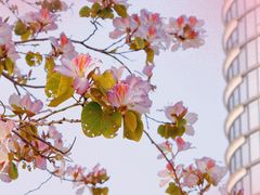 -洲头咀公园