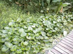 -艾溪湖湿地公园