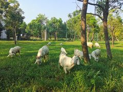 -上海海湾国家森林公园