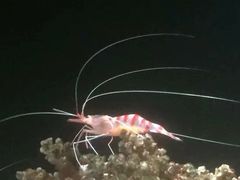 -暹罗海洋世界