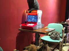 -猫色咖啡·猫咖
