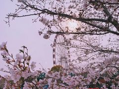 -顾村公园