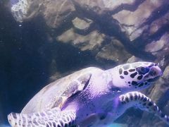 -太平洋海底世界