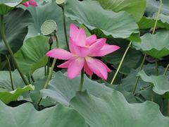-莲花池公园