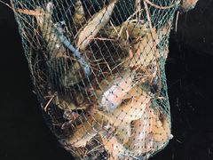 -会江钓鱼钓虾烧烤场